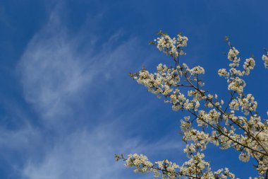 Mavi gökyüzünün altındaki ağaçta kiraz çiçeklerinin güzel dallarının seçici odak noktası, ilkbahar mevsiminde Sakura çiçekleri, çiçek desenleri, doğa arka planı..