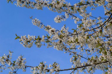 Mavi gökyüzünün altındaki ağaçta kiraz çiçeklerinin güzel dallarının seçici odak noktası, ilkbahar mevsiminde Sakura çiçekleri, çiçek desenleri, doğa arka planı..
