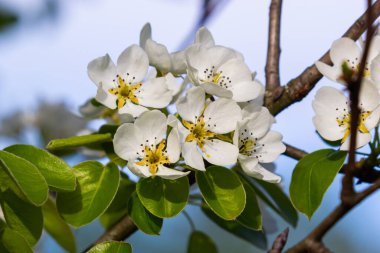 Armut ağacı çiçekleri çok yakın. Meyve ağacının beyaz çiçekleri ve tomurcukları. Gün ışığı armut çiçeklerine düşer. Şafakta, ağaçların çiçekleri güzel görünür..