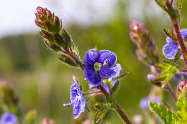 Alman hız kuyusunun parlak mavi çiçeklerine yaklaşan Veronica Chamaedrys ilkbaharda çayırda, güneşli günde, doğal ortamda yetişiyor..