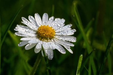 Çiyli Daisy çiçeğinin makro görüntüsü ya da Asteraceae ailesinden Bellis Perennis, çiçek açan bahar çayırlarına yakın..