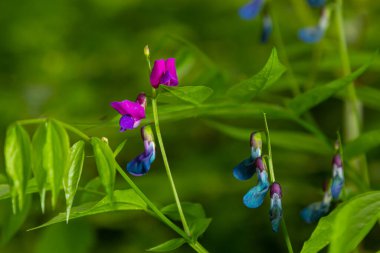 Lathyrus vernus çiçek, erken bahar vechling çiçek blosoom ve yeşil yaprakları büyüyen ormanda, makro.