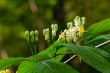 Lonicera hystheum, sinek gitti. Çiçekler seçici fotusu kapatır..