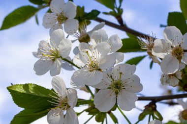 Mavi gökyüzünün altındaki ağaçta kiraz çiçeklerinin güzel dallarının seçici odak noktası, ilkbahar mevsiminde Sakura çiçekleri, çiçek desenleri, doğa arka planı..
