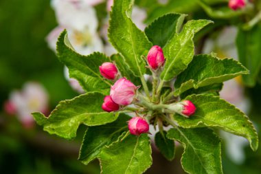 Çiçek tomurcukları, çiçekler ve yeşil taze yapraklar çiçek açan bir elma ağacının dalında. Pembe tomurcuklara yakın çekim ve baharda bulanık bir arkaplanda bir elma ağacının çiçekleri. Seçici odak.