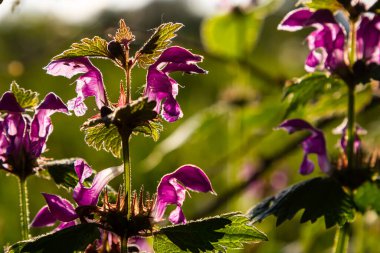 Pink flowers of spotted dead-nettle Lamium maculatum. Medicinal plants in the garden.