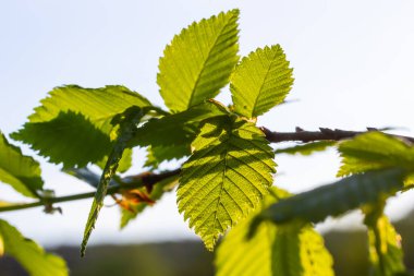 Hornbeam yaprağı güneşte. Taze yeşil yapraklı Hornbeam ağacı dalı. Güzel yeşil doğal arka plan. Bahar yaprakları.