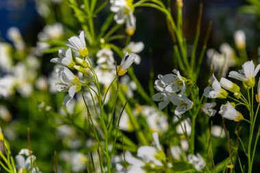 Cardamine Amara, büyük acı tereyağı olarak bilinir. Bahar ormanı. Çiçek açan bir bitkinin çiçek arkaplanı.