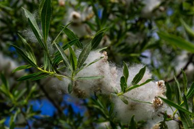 Salix atrocinerea. Olgun dişi kedi derileri, tohumlar ve yapraklarla dolu bir Jack Salce şubesine yakın çekim..