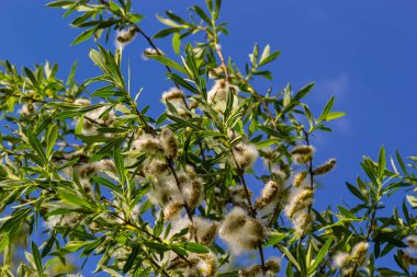 Salix atrocinerea. Olgun dişi kedi derileri, tohumlar ve yapraklarla dolu bir Jack Salce şubesine yakın çekim..