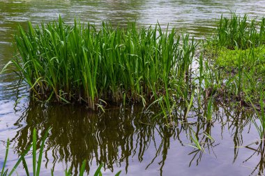 Su, nehrin yanında mısırlı sosis yetiştirir. Typha latifolia sazlık çiçeği bulrush olarak da bilinir..