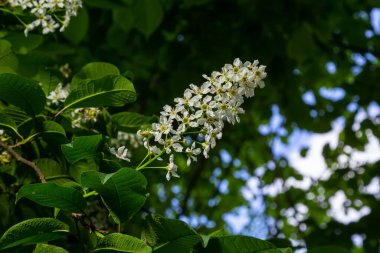 Mavi gökyüzünün arka planında çiçek açan kuş kiraz dalı. Bahar. Makro. Çiçeklerin arka planı yatay. Prunus padus.