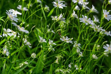 Stellaria sanal çayı. Tavuk otunun narin orman çiçekleri, Stellaria holostea ya da Echte Sternmiere. Çiçek arkaplanı. Doğal yeşil arka planda beyaz çiçekler. Bahar ormanında çiçekler.