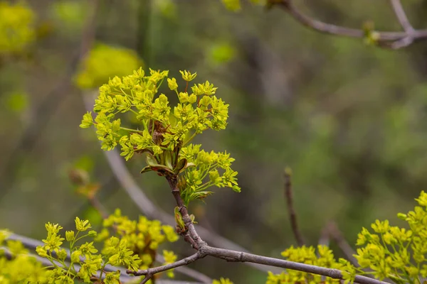 stock image The maple Acer platanoides blooms before the leaves bloom. Yellow, fragrant maple flowers, blurred, natural background.