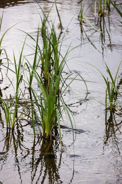Vand Planter Majs Hund Græs Ved Siden Floden Typha Latifolia - Stock-foto