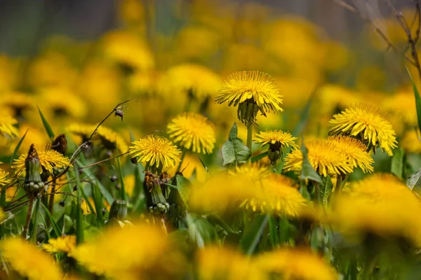 Dandelion Taraxacum Officinale Close Prímula Amarela Fundo Primavera Brilhante Profundidade — Fotografia de Stock