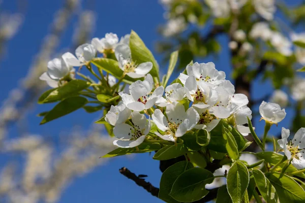 Pear tree flowers up close. white flowers and buds of the fruit tree. Sunlight falls on pear flowers. At dawn, the flowers of the trees look beautiful.