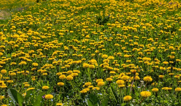 stock image Green field with yellow dandelions. Closeup of yellow spring flowers on the ground.