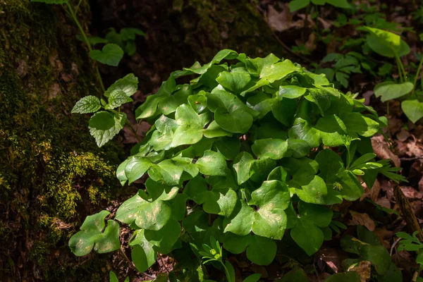 最初の春の花の丸い葉黒い森の地面にある肝斑の貴族 — ストック写真