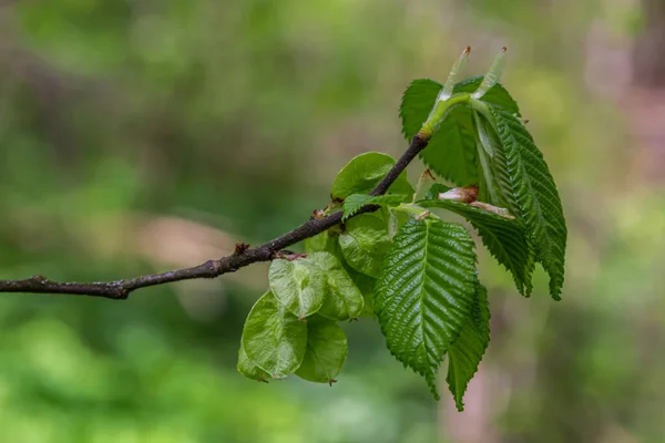 Φύλλα Κεράτινης Δέσμης Στον Ήλιο Κλαδιά Κερασιάς Φρέσκα Πράσινα Φύλλα — Φωτογραφία Αρχείου