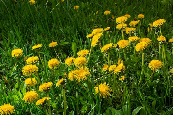 Λουλούδια Πικραλίδας Ένα Πράσινο Λιβάδι Την Άνοιξη Φόντο Λουλουδιών Πικραλίδας — Φωτογραφία Αρχείου