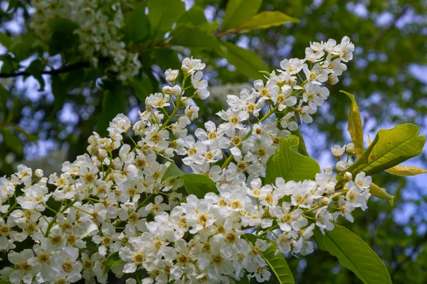 Цветущая Ветвь Вишни Фоне Голубого Неба Весной Макро Цветочный Растительный — стоковое фото