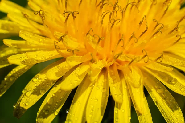 Dandelion Taraxacum Officinale Como Uma Flor Parede Uma Planta Pioneira — Fotografia de Stock