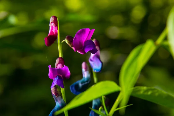 Lathyrus Vernus Rozkwicie Wczesną Wiosną Vechling Kwiat Blosoom Zielony Liści — Zdjęcie stockowe