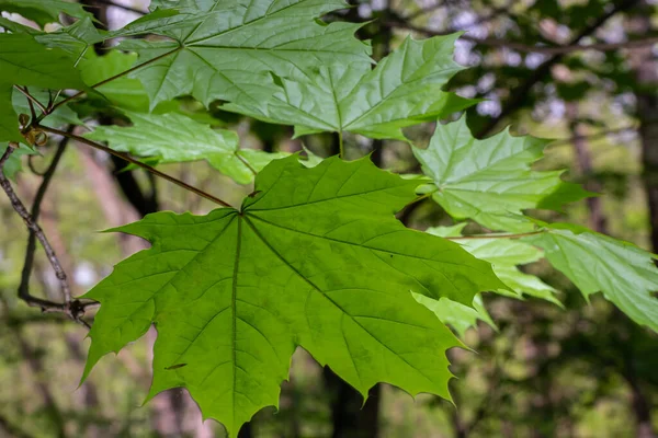 Young Spring Green Fresh Maple Leaves Macro Summer Sunny Day — Stock Photo, Image