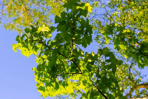 Зелене Свіже Кленове Листя Макросі Блакитним Небом Літній Сонячний День — стокове фото