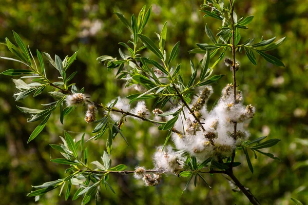 Salix Atrocinerea Zbliżenie Gałązki Sosu Dojrzałymi Samicami Kocic Nasion Liści — Zdjęcie stockowe