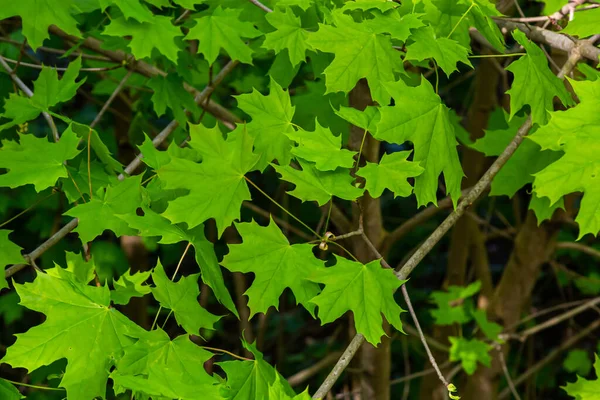 Junges Frühjahr Grüne Frische Ahornblätter Makro Sommer Sonniger Tag Hintergrundbild — Stockfoto