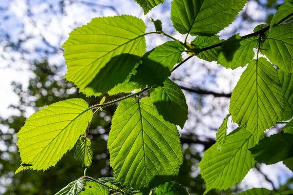 Folhas Verdes Frescas Hazel Fecham Galho Árvore Primavera Com Estruturas — Fotografia de Stock