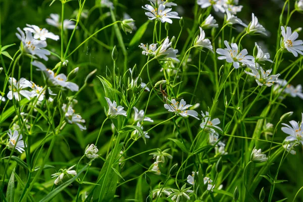 라리아 풀의우아 스테아 Stellaria Holostea 에스테 Echte Sternmiere 꽃들의 자연환경의 — 스톡 사진
