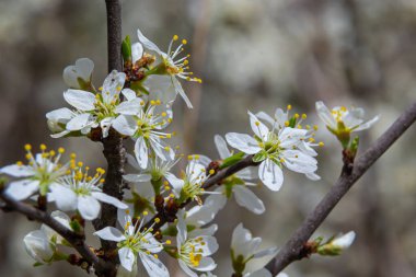 Blackthorn prunus spinosa sloe plant shrub white flower bloom blossom detail spring wild fruit.