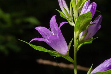 Çiçek açan ısırgan çiçeğinin yakın plan resmi. Karanlık, bulanık, doğal arka plan. Campanula soluk borusu. Kıllı menekşe çanın yeşil yapraklı sapında çiçek şeklinde güzel bir detay. Seçici odak.
