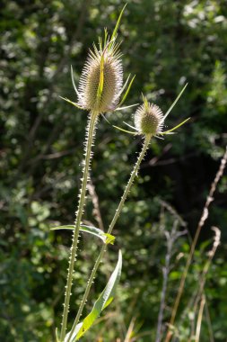 Sonbaharda, Dipsacus fullonum ya da Wilde karde olarak da adlandırılan vahşi çay çiçekleri seçilmiş odak noktası, Bokeh.