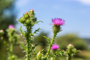 Blessed milk thistle flowers in field, close up. Silybum marianum herbal remedy, Saint Mary's Thistle, Marian Scotch thistle, Mary Thistle, Cardus marianus bloom