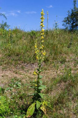 Verbascum speciosum yellow widflowers bees pollination. summer day.