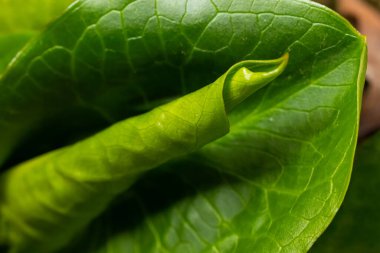 Guguk kuşu ya da Arum maculatum ok şeklinde yaprak, Araceae ailesindeki ormanlık zehirli bitki. Ok şeklinde yapraklar. Diğer isimler ise; çıplak kafa, engerek kökü, arum, vahşi arum, arum zambağı, lordlar ve leydiler..