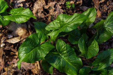 Guguk kuşu ya da Arum maculatum ok şeklinde yaprak, Araceae ailesindeki ormanlık zehirli bitki. Ok şeklinde yapraklar. Diğer isimler ise; çıplak kafa, engerek kökü, arum, vahşi arum, arum zambağı, lordlar ve leydiler..