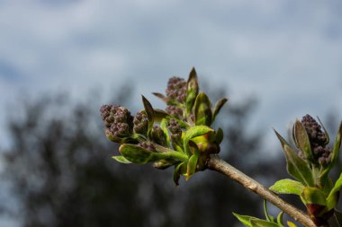 Leylak tomurcuklu dallar. Mor Şırınga ağacı çiçeği. Genç yapraklar ve leylak tomurcukları. Çiçekli leylak tomurcukları.