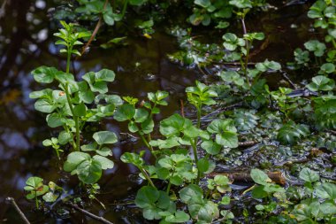 Cardamine Amara, büyük acı tereyağı olarak bilinir. Bahar ormanı. Çiçek açan bir bitkinin çiçek arkaplanı.