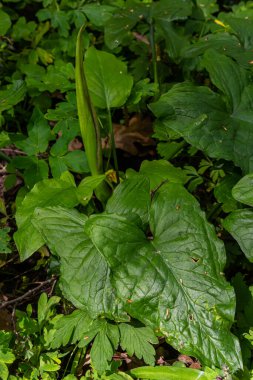 Guguk kuşu ya da Arum maculatum ok şeklinde yaprak, Araceae ailesindeki ormanlık zehirli bitki. Ok şeklinde yapraklar. Diğer isimler ise; çıplak kafa, engerek kökü, arum, vahşi arum, arum zambağı, lordlar ve leydiler..