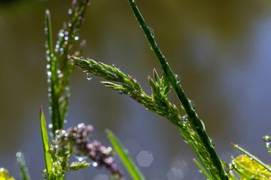 Taze yeşil çimen çiy ile yakın kadar bırakır. Driops taze çimenlerin üzerinde yağmur sonrası su. Hafif çiğ yeşil çimenlerin üzerinde.