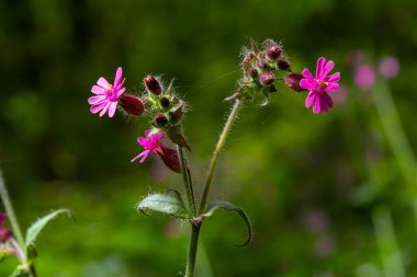 Silene dioica Melandrium rubrum, Caryophyllaceae familyasından bir bitki türü. Kırmızı kafes.