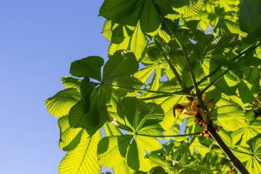 Yeşil Kestane Yaprakları güzel bir ışık tutuyor. Bahar mevsimi, bahar renkleri. Aesculus hipocastanum, at kestanesi..