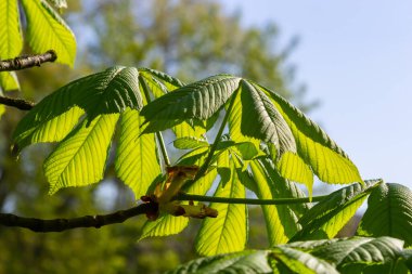 Yeşil Kestane Yaprakları güzel bir ışık tutuyor. Bahar mevsimi, bahar renkleri. Aesculus hipocastanum, at kestanesi..