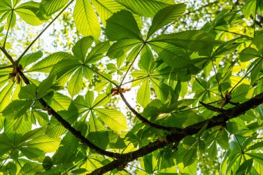 Yeşil Kestane Yaprakları güzel bir ışık tutuyor. Bahar mevsimi, bahar renkleri. Aesculus hipocastanum, at kestanesi..