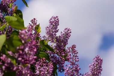 Leylak tomurcuklu dallar. Mor Şırınga ağacı çiçeği. Genç yapraklar ve leylak tomurcukları. Çiçekli leylak tomurcukları.